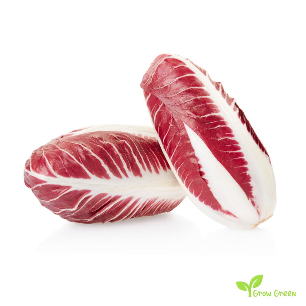 30 seeds of Radicchio Treviso Chicory  - CICHORIUM INTYBUS + Gift 5 seeds of Sunflower