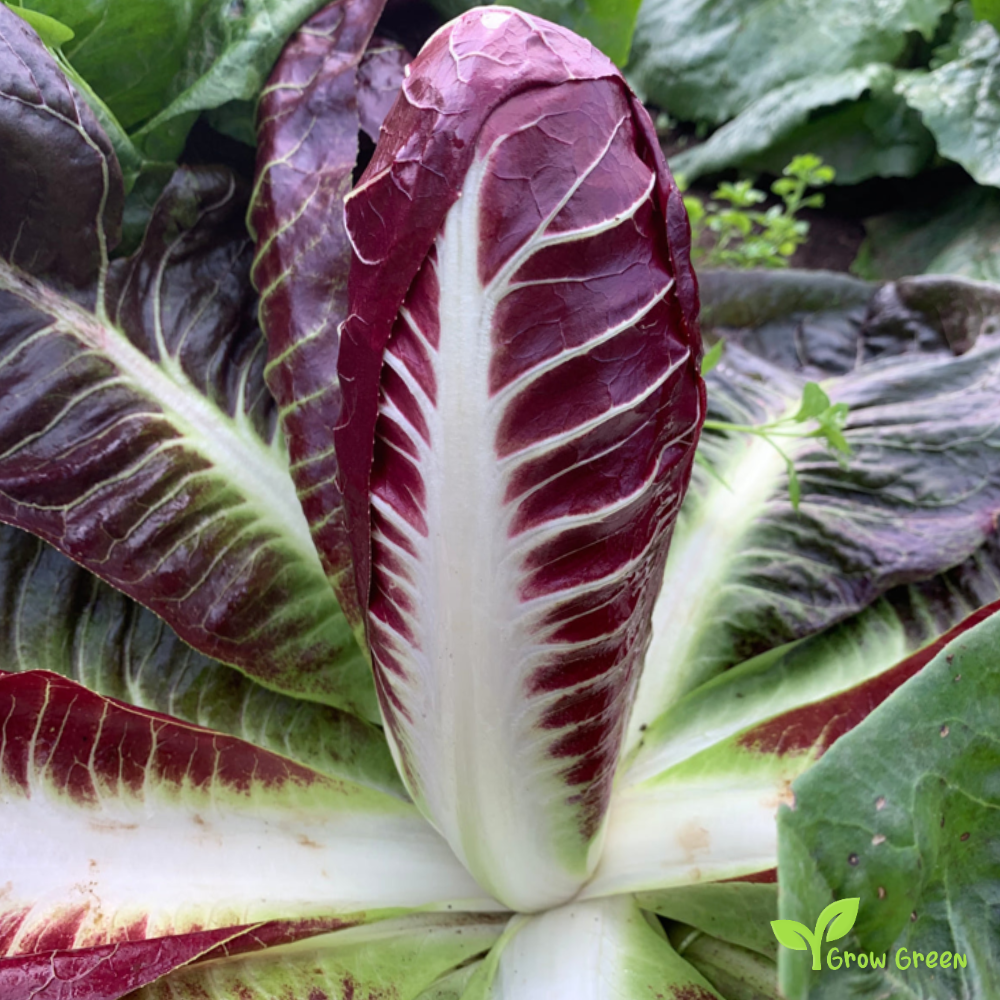 30 seeds of Radicchio Treviso Chicory  - CICHORIUM INTYBUS + Gift 5 seeds of Sunflower