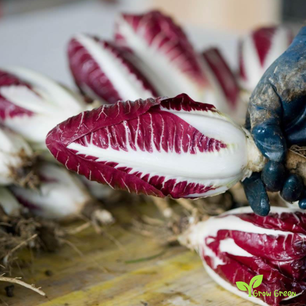 30 seeds of Radicchio Treviso Chicory  - CICHORIUM INTYBUS + Gift 5 seeds of Sunflower