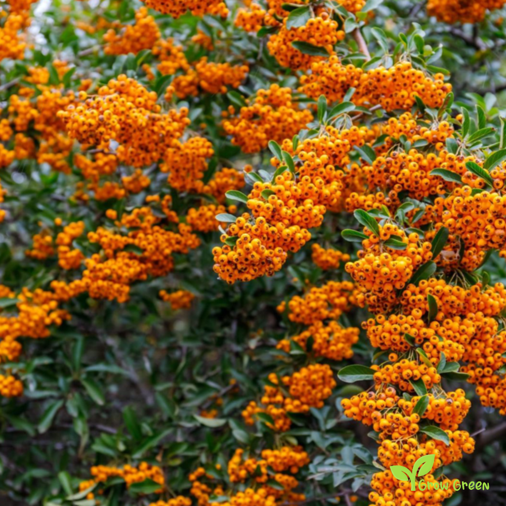 10 seeds of Orange Pyracantha - PYRACANTHA - Firethorn + Gift 5 seeds of Sunflower