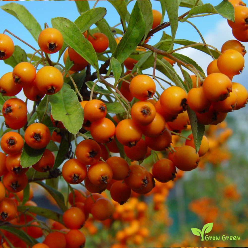 10 seeds of Pyracantha Mix Random Colour - PYRACANTHA - Firethorn + Gift 5 seeds of Sunflower