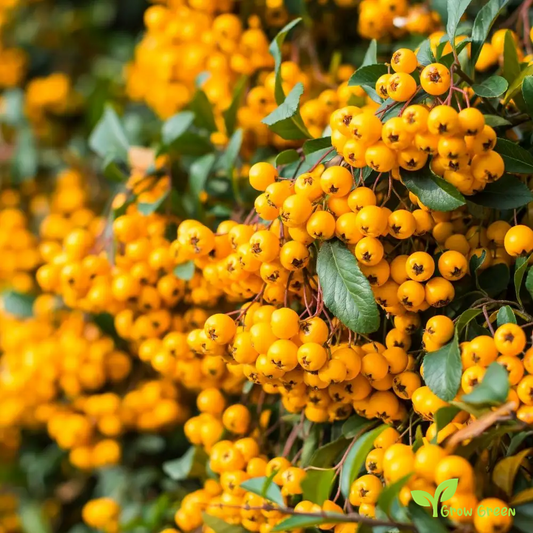 10 seeds of Yellow Pyracantha - PYRACANTHA - Firethorn + Gift 5 seeds of Sunflower