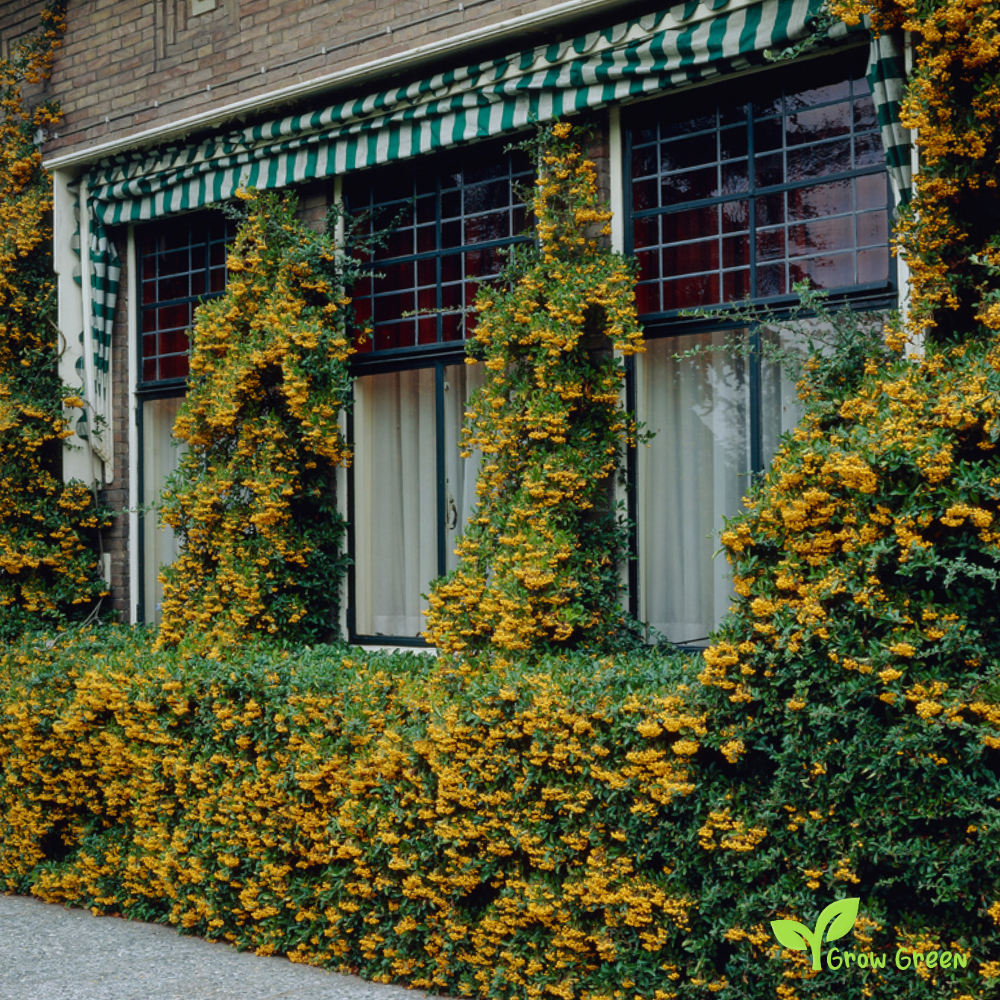 10 seeds of Yellow Pyracantha - PYRACANTHA - Firethorn + Gift 5 seeds of Sunflower