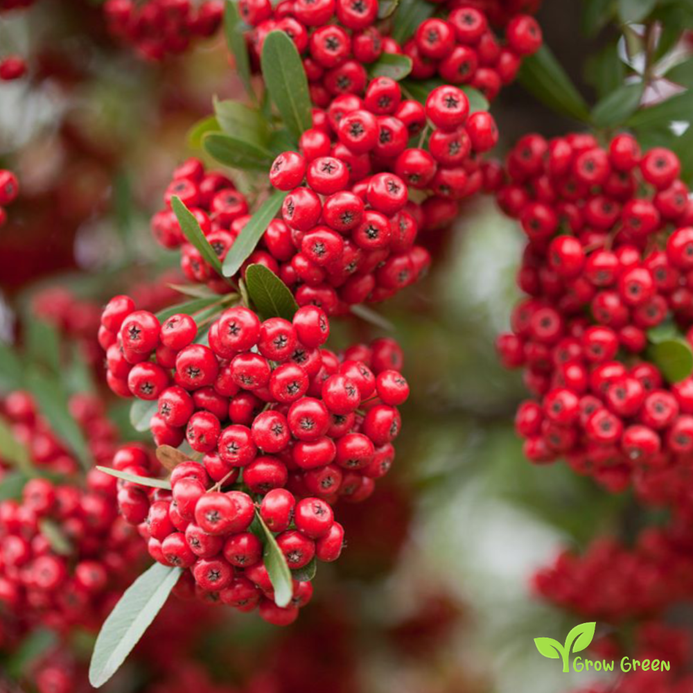 10 seeds of Pyracantha Mix Random Colour - PYRACANTHA - Firethorn + Gift 5 seeds of Sunflower