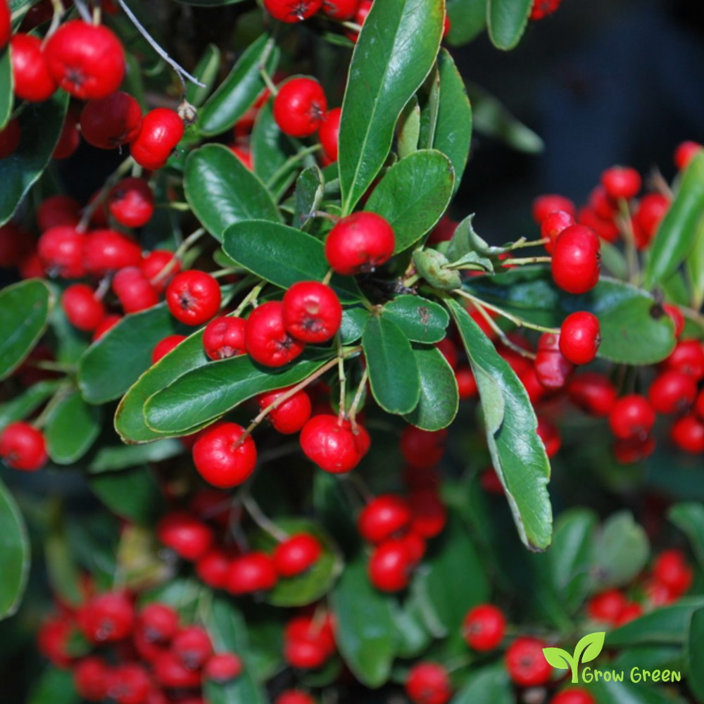 10 seeds of Red Pyracantha - PYRACANTHA - Firethorn + Gift 5 seeds of Sunflower