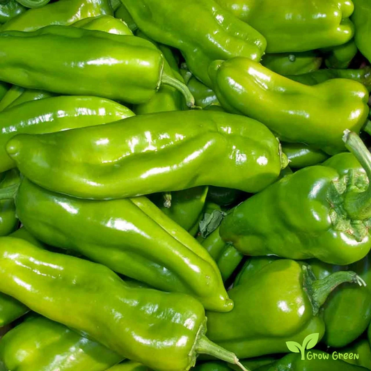 10 seeds of Friggitello Pepper - CAPSICUM ANNUUM - Italian Friarielli + Gift 5 seeds of Sunflower