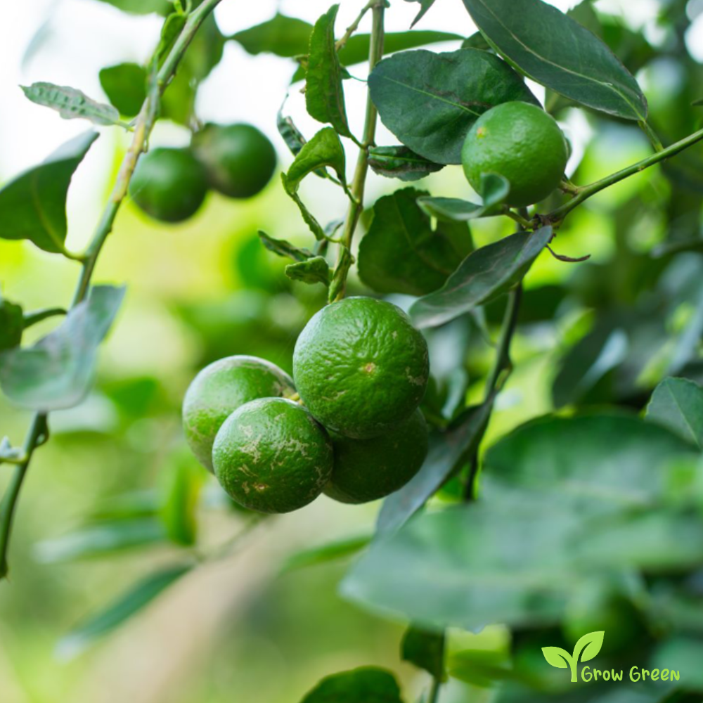 3 seeds of Lime - CITRUS AURANTIFOLIA - Key Lime + Gift 5 seeds of Sunflower