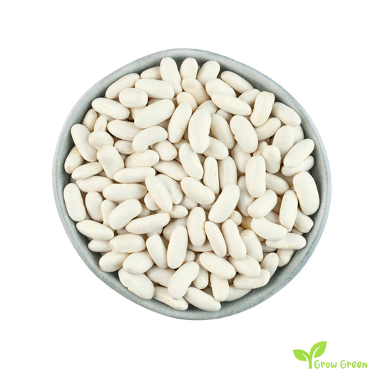 50 seeds of Alubia Beans - PHASEOLUS VULGARIS - White + Gift 5 seeds of Sunflower