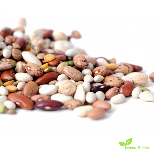 50 seeds of Alubia Beans - PHASEOLUS VULGARIS - White + Gift 5 seeds of Sunflower