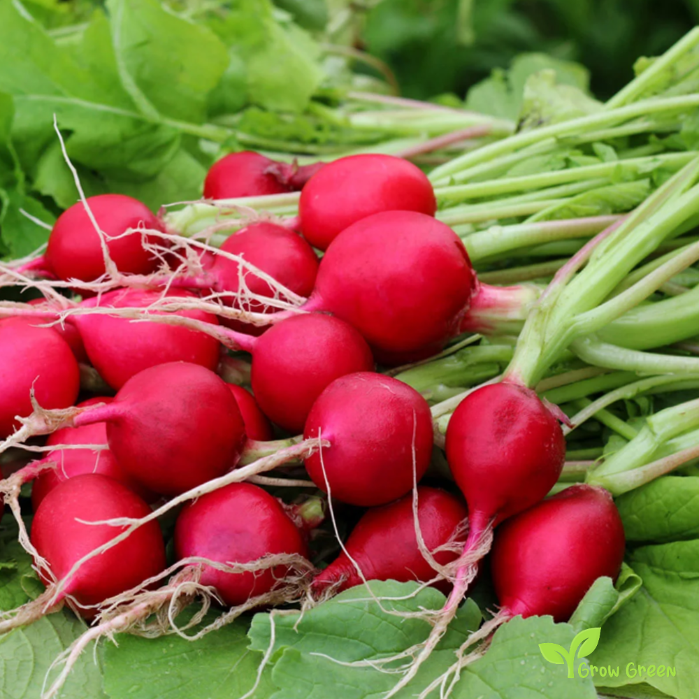 50 seeds Radish - RAPHANUS SATIVUS + Gift 5 seeds of Sunflower