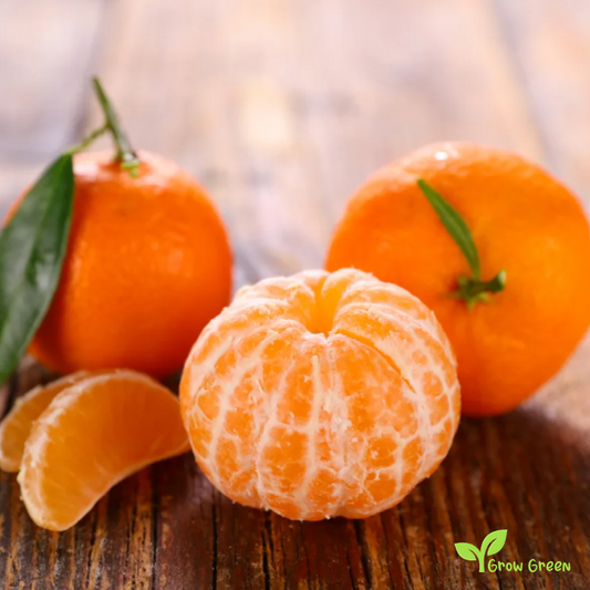 5 seeds Clementine  - CITRUS CLEMENTINA + Gift 5 seeds of Sunflower