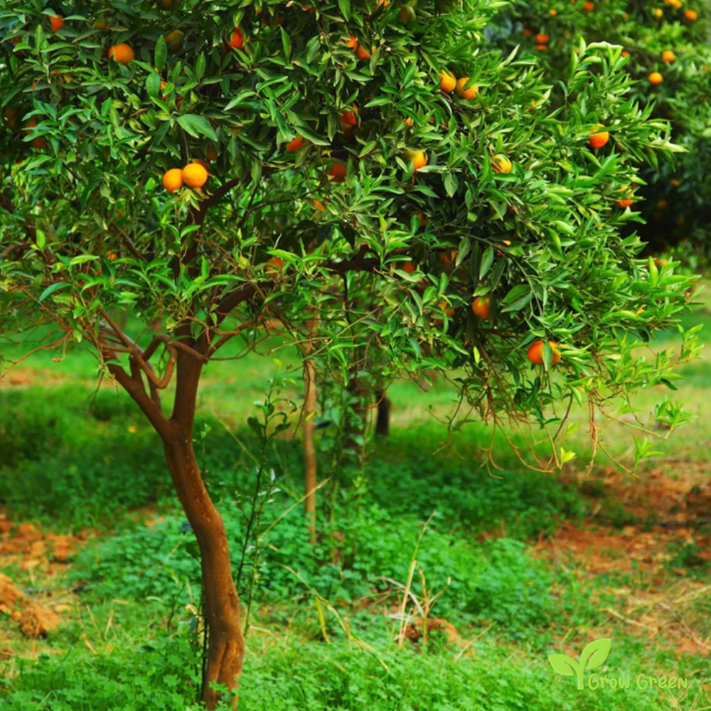 5 seeds Clementine  - CITRUS CLEMENTINA + Gift 5 seeds of Sunflower