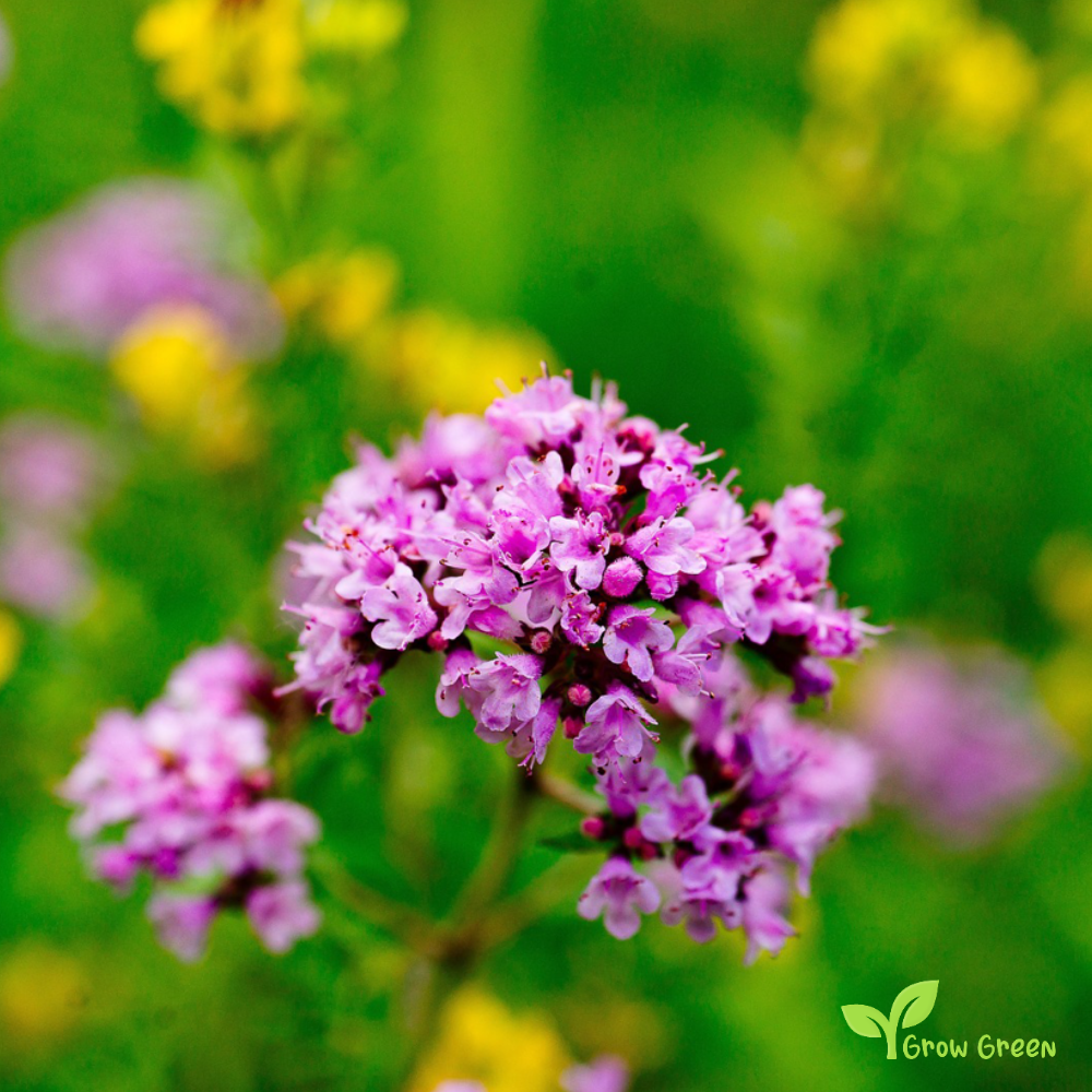 50 seeds Oregano - ORIGANUM VULGARE + Gift 5 seeds of Sunflower