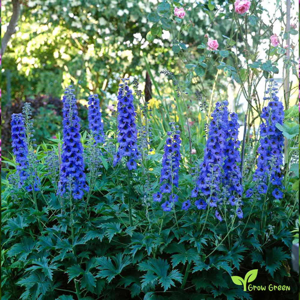 20 seeds Delphinium - DELPHINIUM + 5 seeds of Sunflower