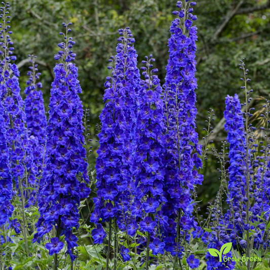20 seeds Delphinium - DELPHINIUM + 5 seeds of Sunflower