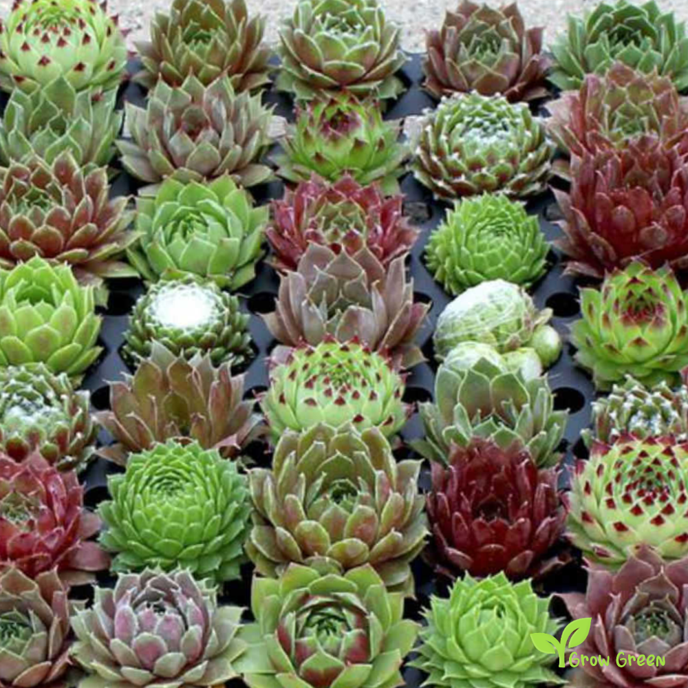 10 seeds Sempervivum Mix - SEMPERVIVUM  + Gift 5 seeds of Sunflower