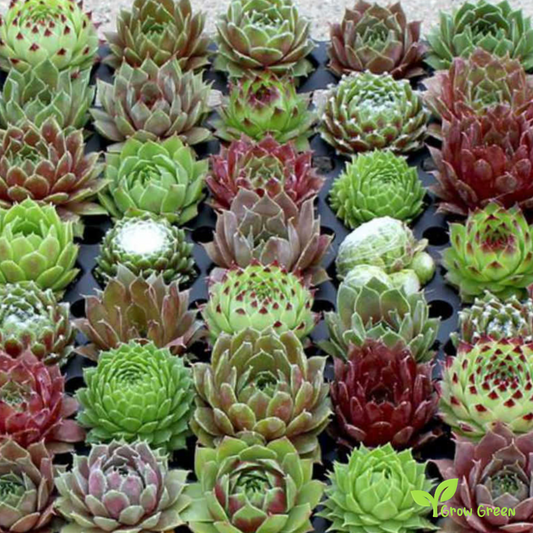 10 seeds Sempervivum Mix - SEMPERVIVUM  + Gift 5 seeds of Sunflower