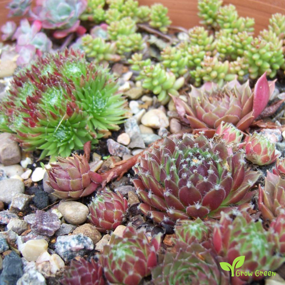 10 seeds Sempervivum Mix - SEMPERVIVUM  + Gift 5 seeds of Sunflower