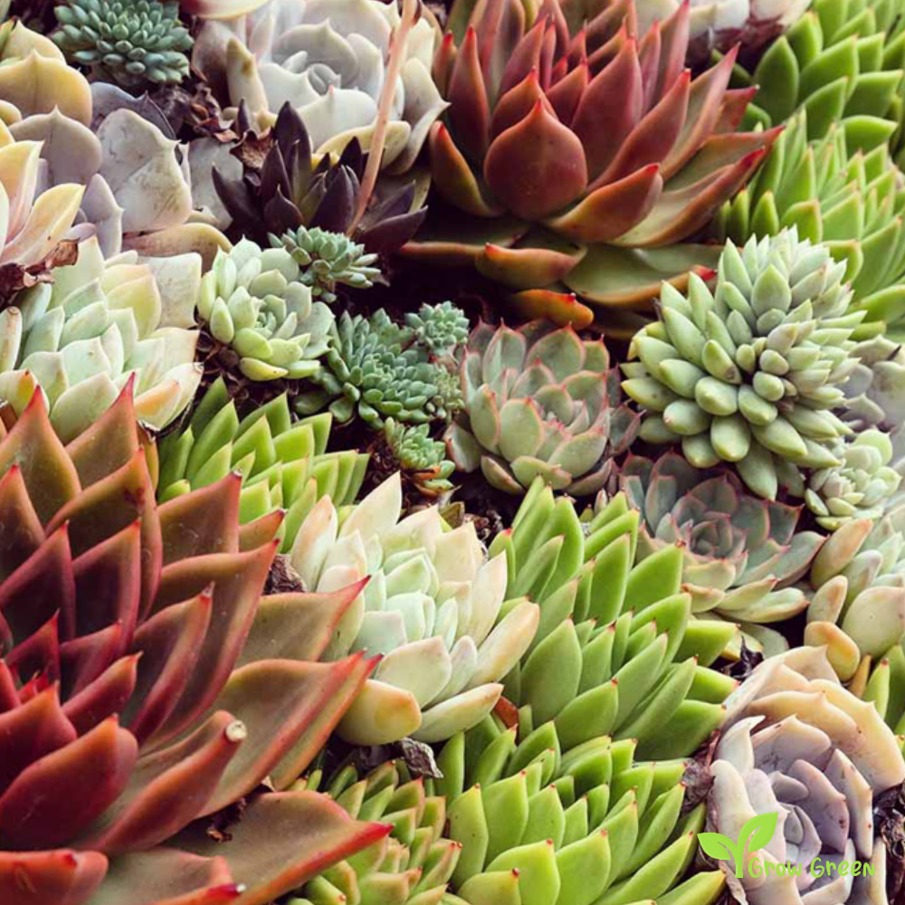 10 seeds Sempervivum Mix - SEMPERVIVUM  + Gift 5 seeds of Sunflower