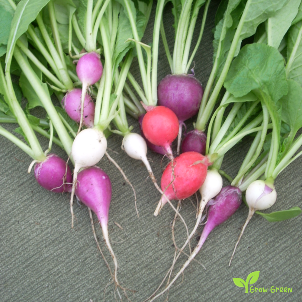 20 seeds of Violet Radish Purple - RAPHANUS SATIVUS + Gift 5 seeds of Sunflower