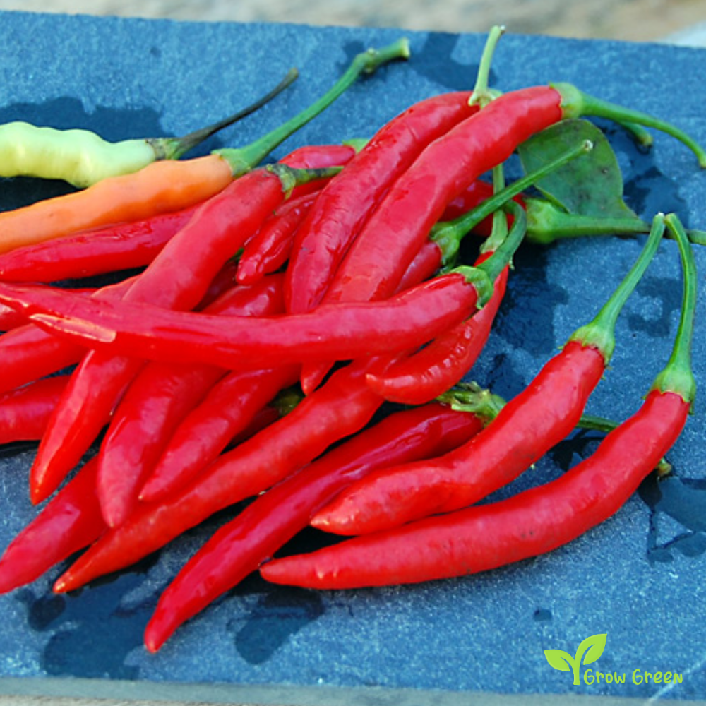 10 seeds of Peri Peri Chilli Pepper - CAPSICUM ANNUUM - Piri Piri + Gift 5 seeds of Sunflower