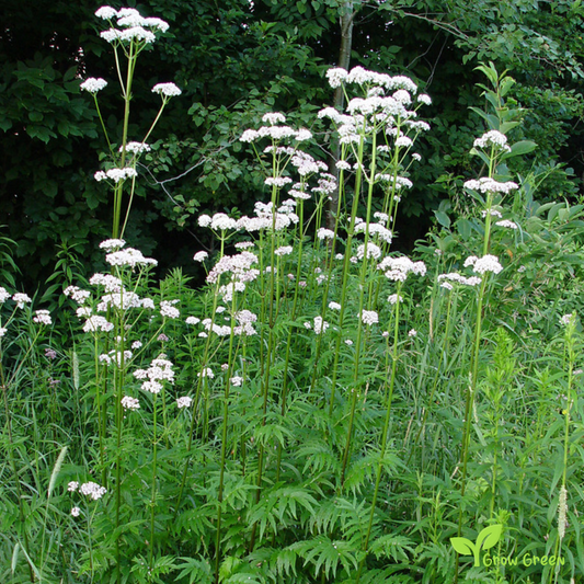 30 seeds of Valerian - VALERIANA OFFICINALIS + Gift 5 seeds of Sunflower