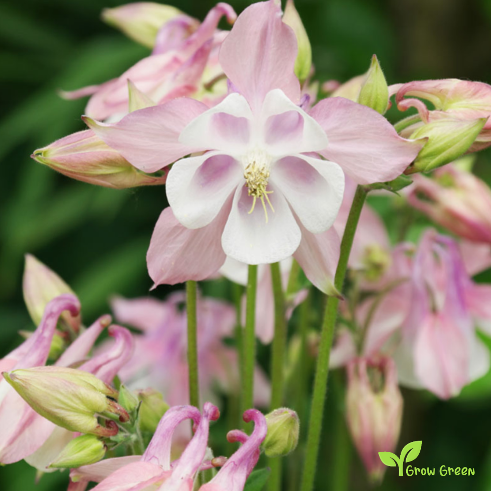 30 seeds of Aquilegia Mix - AQUILEGIA VULGARIS + Gift 5 seeds of Sunflower