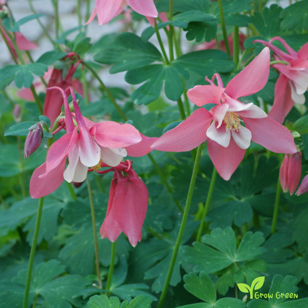 30 seeds of Aquilegia Mix - AQUILEGIA VULGARIS + Gift 5 seeds of Sunflower