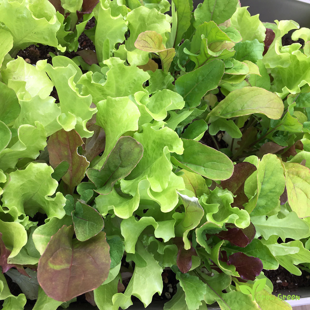 50 seeds of Misticanza Lettuce Mix - LACTUCA SATIVA - Salad + Gift 5 seeds of Sunflower