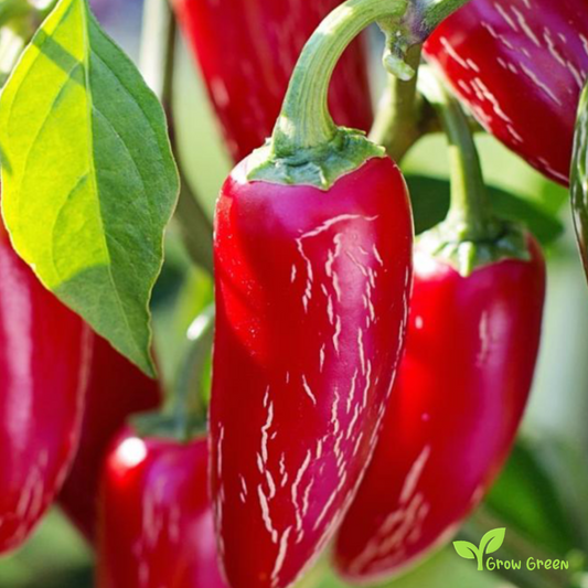 10 seeds of Jalapeno Chilli Pepper - CAPSICUM ANNUUM - Chipotle + Gift 5 seeds of Sunflower