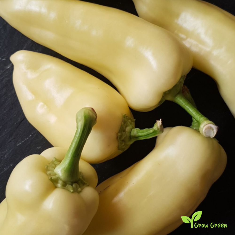 10 seeds of Hungarian Wax Chilli Pepper - CAPSICUM ANNUUM + Gift 5 seeds of Sunflower