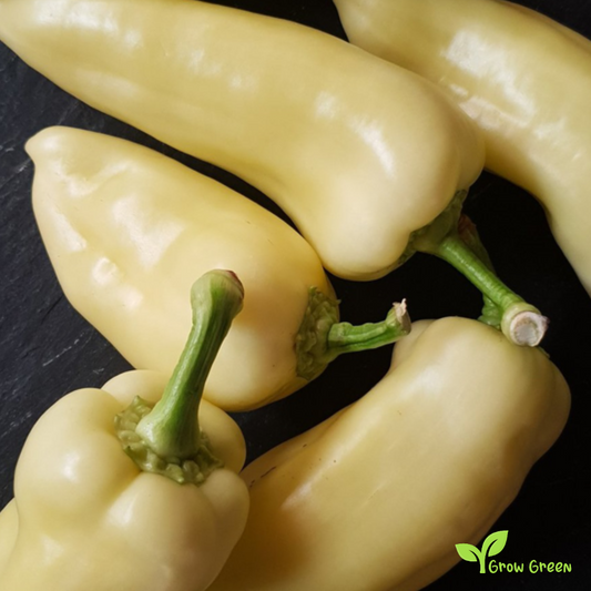 10 seeds of Hungarian Wax Chilli Pepper - CAPSICUM ANNUUM + Gift 5 seeds of Sunflower