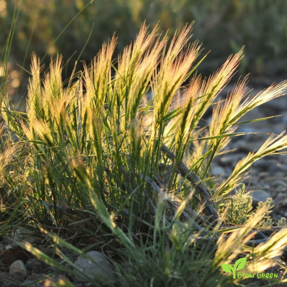 30 seeds of Squirreltail - ELYMUS ELYMOIDES - Bottlebrush + Gift 5 seeds of Sunflower