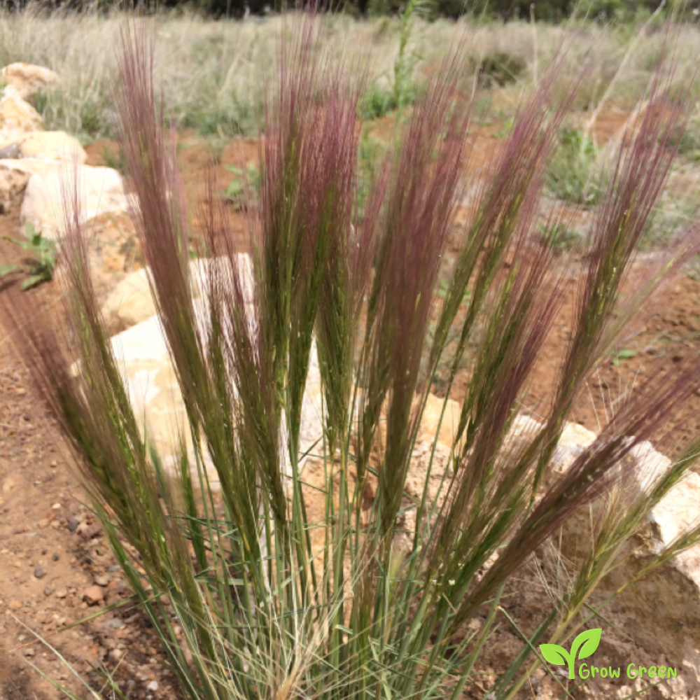 30 seeds of Squirreltail - ELYMUS ELYMOIDES - Bottlebrush + Gift 5 seeds of Sunflower