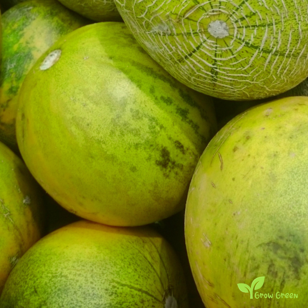 10 seeds of Limelon - CUCUMIS MELO + Gift 5 seeds of Sunflower