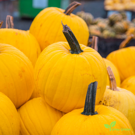 10 seeds of Mellow Yellow Pumpkin - CUCURBITA - Squash + Gift 5 seeds of Sunflower