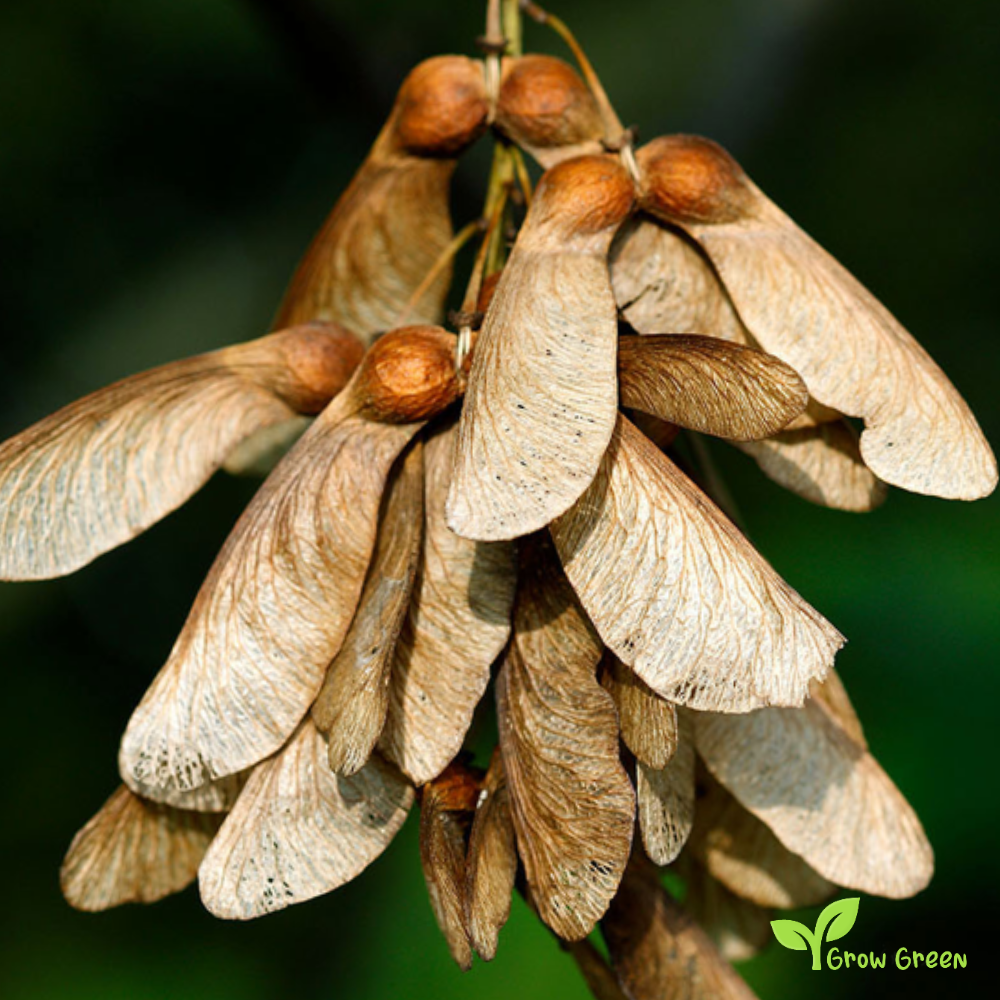 10 seeds of Sycamore - ACER PSEUDOPLATANUS - Maple + Gift 5 seeds of Sunflower