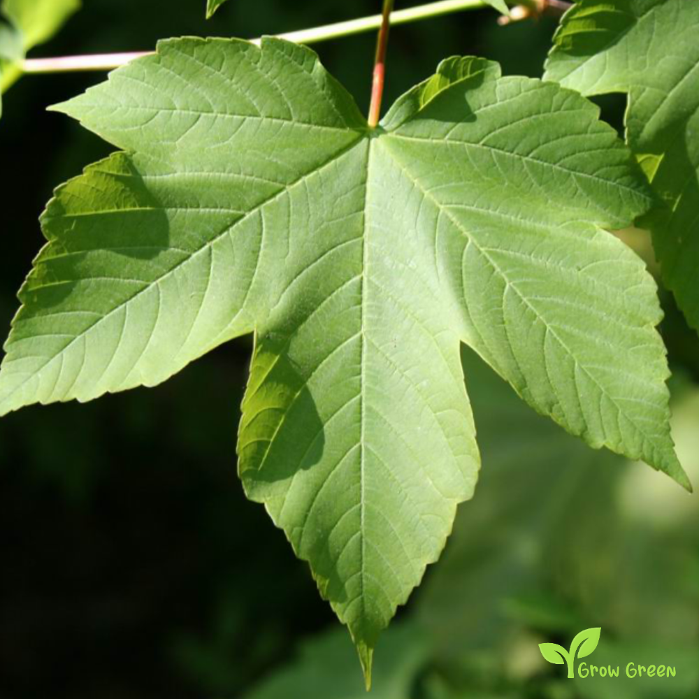 10 seeds of Sycamore - ACER PSEUDOPLATANUS - Maple + Gift 5 seeds of Sunflower