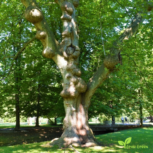 10 seeds of Sycamore - ACER PSEUDOPLATANUS - Maple + Gift 5 seeds of Sunflower