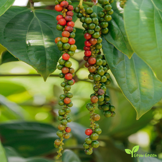 10 seeds of Black Pepper - PIPER NIGRUM + Gift 5 seeds of Sunflower