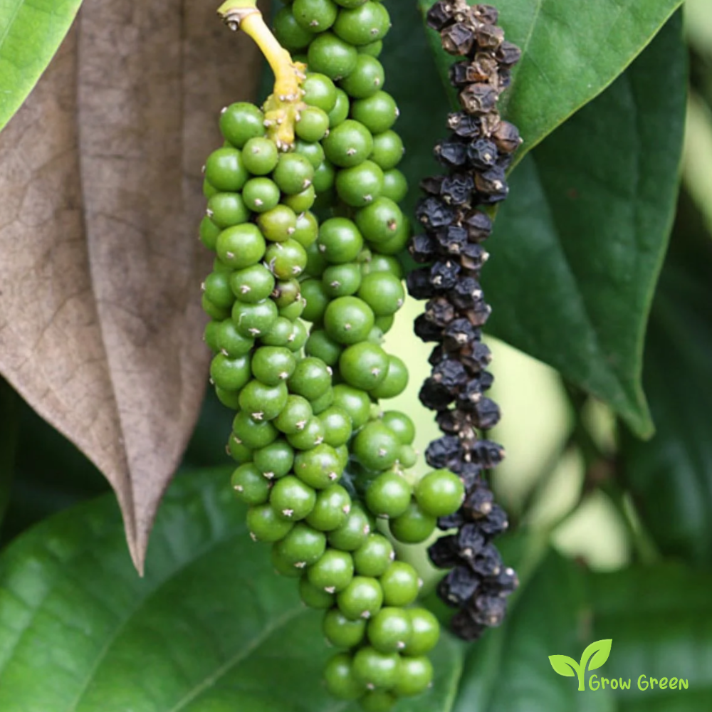 10 seeds of Black Pepper - PIPER NIGRUM + Gift 5 seeds of Sunflower