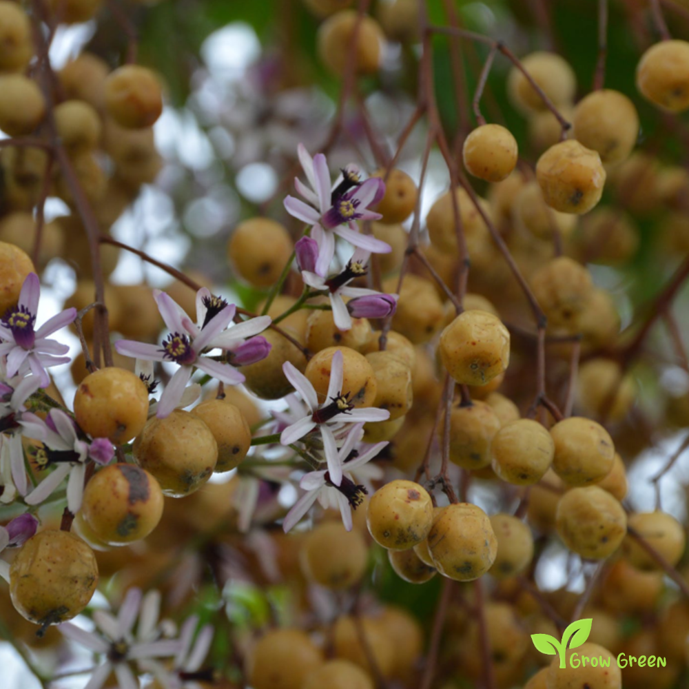 5 seeds of Chinaberry Tree - MELIA AZEDARACH - Lilac + Gift 5 seeds of Sunflower