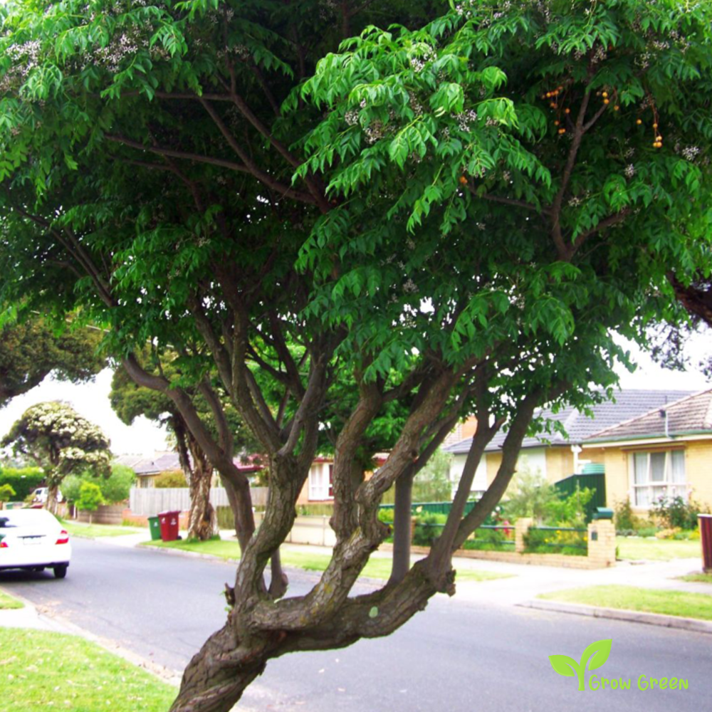 5 seeds of Chinaberry Tree - MELIA AZEDARACH - Lilac + Gift 5 seeds of Sunflower