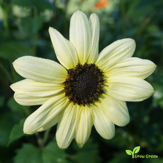 3 seeds of Vanilla Ice Sunflower - HELIANTHUS DEBILIS + Gift 5 seeds of Sunflower