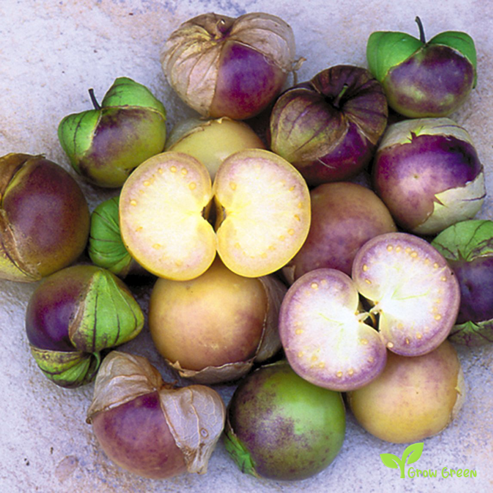 10 seeds of Purple Tomatillo - PHYSALIS PHILADELPHICA + Gift 5 seeds of Sunflower