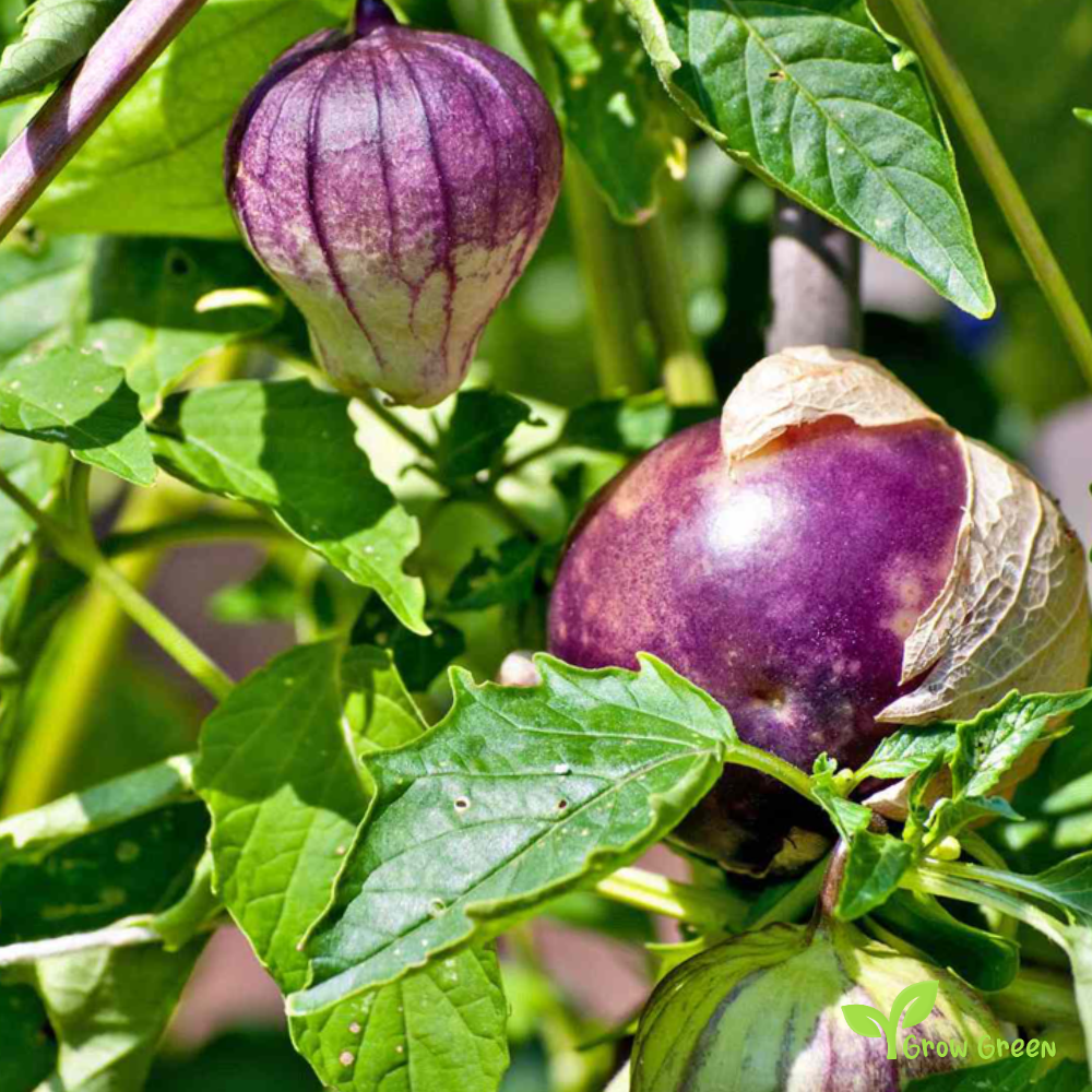 10 seeds of Purple Tomatillo - PHYSALIS PHILADELPHICA + Gift 5 seeds of Sunflower