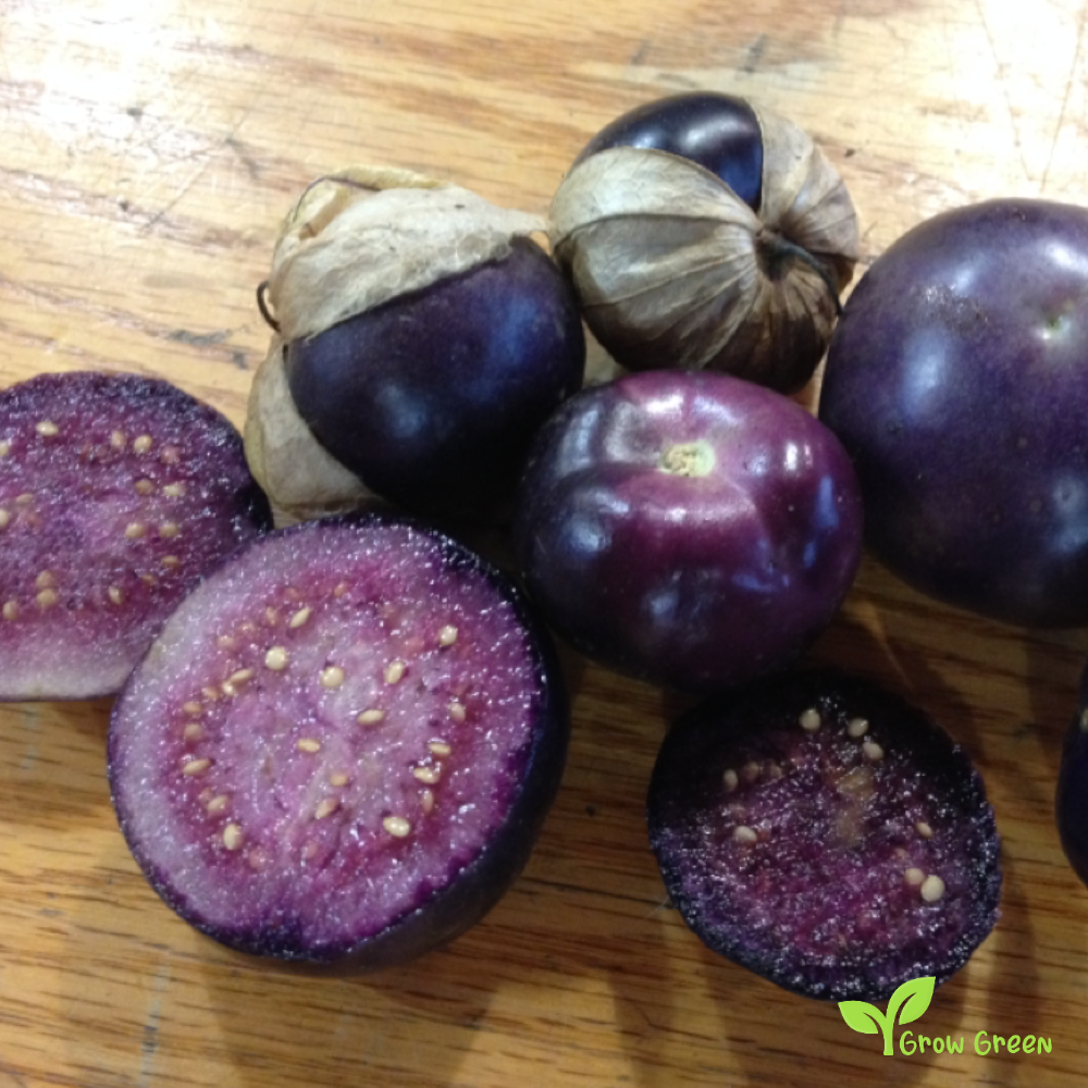 10 seeds of Purple Tomatillo - PHYSALIS PHILADELPHICA + Gift 5 seeds of Sunflower