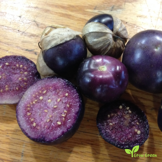 10 seeds of Purple Tomatillo - PHYSALIS PHILADELPHICA + Gift 5 seeds of Sunflower