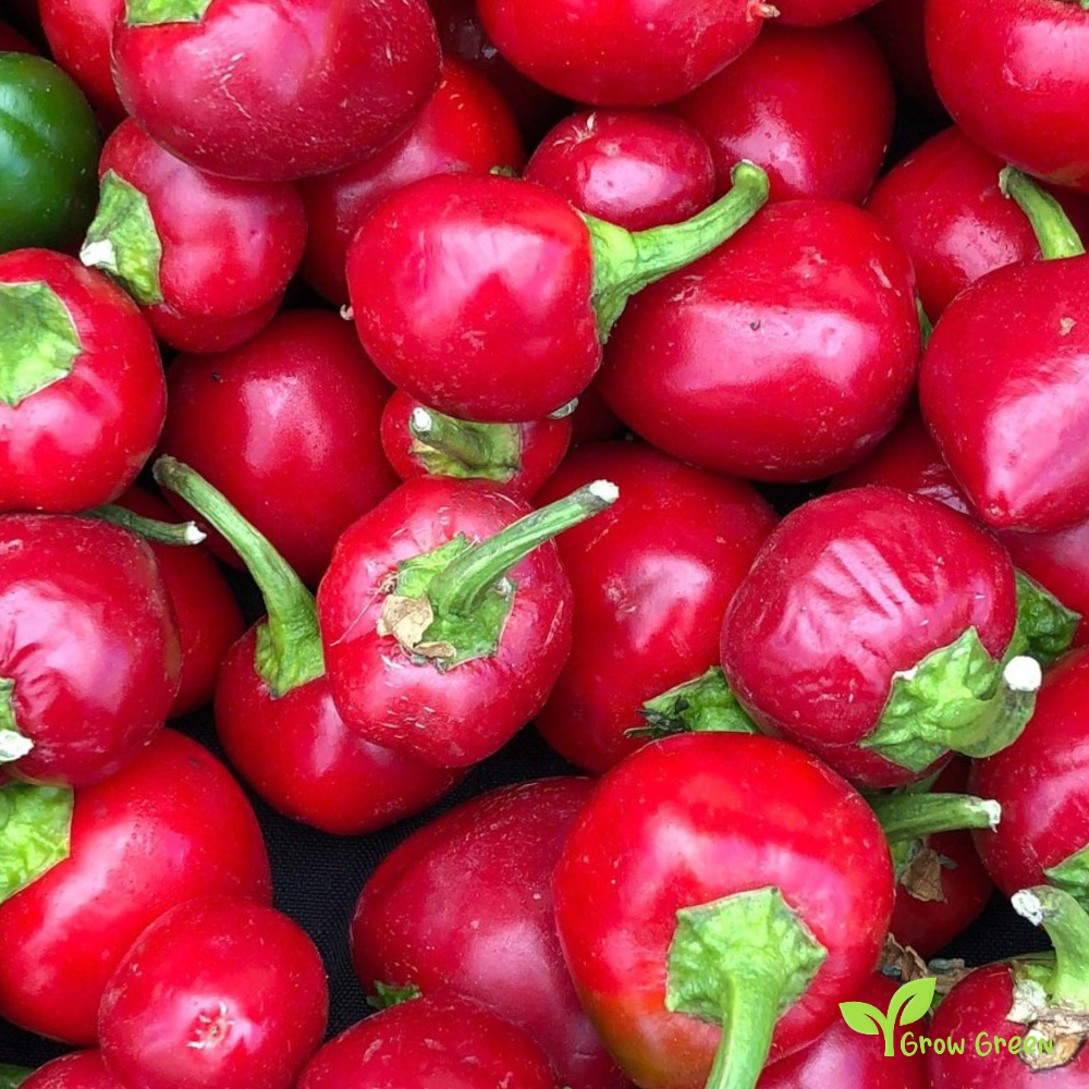 10 seeds of Cherry Bomb Chilli Pepper - CAPSICUM ANNUUM + Gift 5 seeds of Sunflower