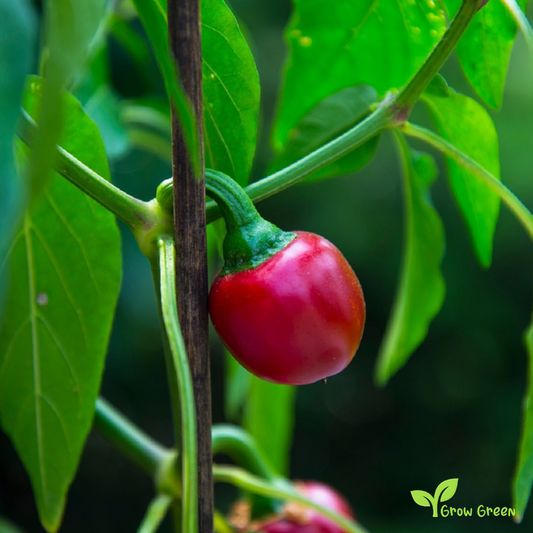 10 seeds of Cherry Bomb Chilli Pepper - CAPSICUM ANNUUM + Gift 5 seeds of Sunflower